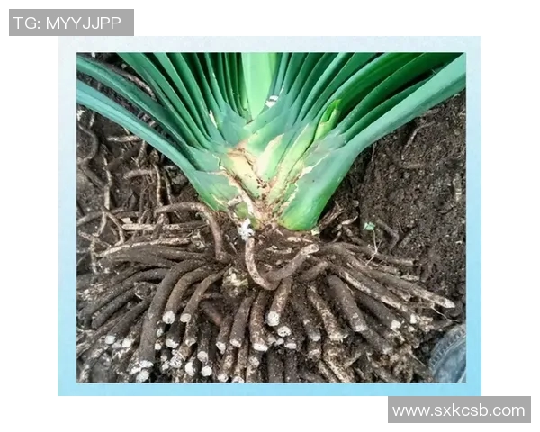 花卉种植技巧与养护知识全面解析，打造美丽花园的实用指南